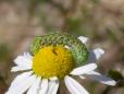 Cucullia chamomillae