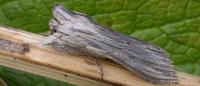 Cucullia chamomillae