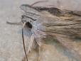 Cucullia chamomillae