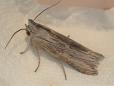Cucullia chamomillae
