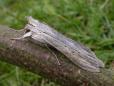 Cucullia umbratica