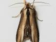 Cucullia verbasci