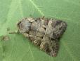 Brachylomia viminalis