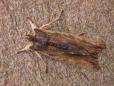 Lithophane semibrunnea