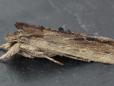 Lithophane semibrunnea
