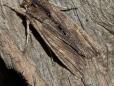 Lithophane semibrunnea