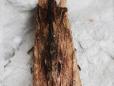 Lithophane semibrunnea