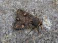 Dryobota labecula