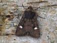 Dryobota labecula