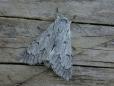 Acronicta leporina