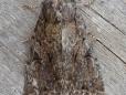 Fissipunctia ypsillon
