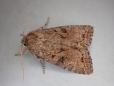 Fissipunctia ypsillon