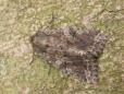 Fissipunctia ypsillon
