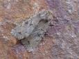 Fissipunctia ypsillon
