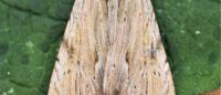Apamea lithoxylaea