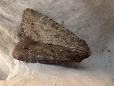 Apamea oblonga
