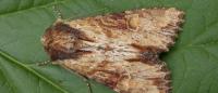 Apamea crenata