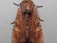 Apamea crenata