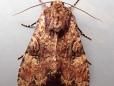 Apamea epomidion