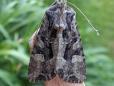 Apamea remissa