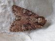 Apamea unanimis