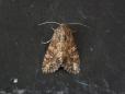 Apamea anceps