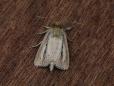 Globia sparganii