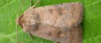 Hoplodrina blanda