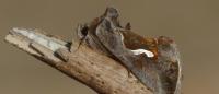 Macdunnoughia confusa