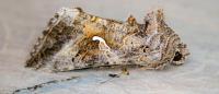 Autographa gamma