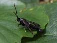 Synanthedon spheciformis