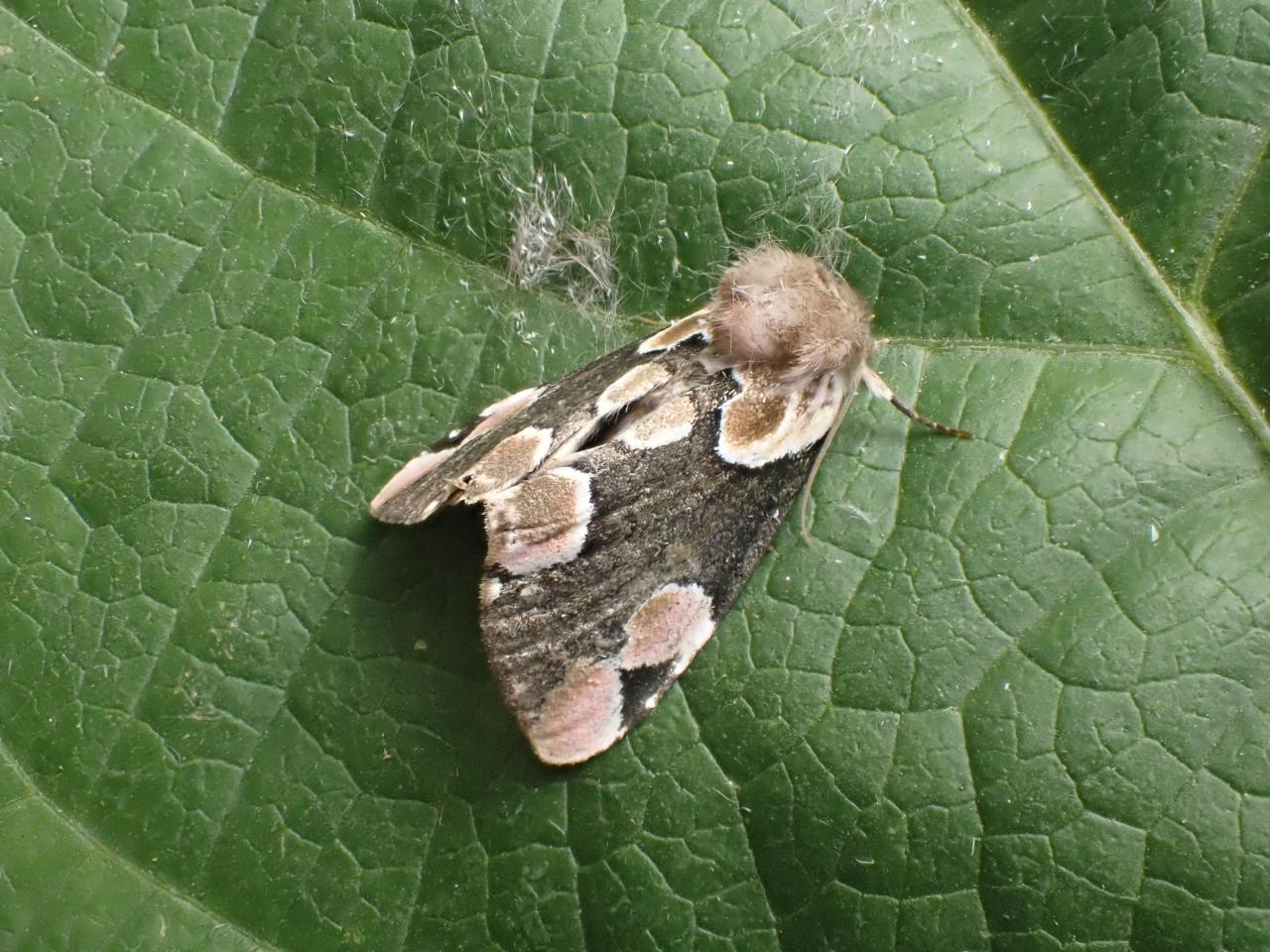 Thyatira batis - Peach Blossom